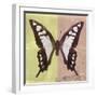 Miss Butterfly Cloanthus Sq - Yellow & Coral-Philippe Hugonnard-Framed Photographic Print