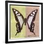 Miss Butterfly Cloanthus Sq - Yellow & Coral-Philippe Hugonnard-Framed Photographic Print