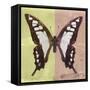 Miss Butterfly Cloanthus Sq - Yellow & Coral-Philippe Hugonnard-Framed Stretched Canvas