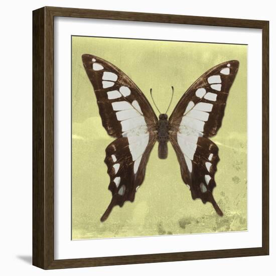 Miss Butterfly Cloanthus Sq - Yellow-Philippe Hugonnard-Framed Photographic Print