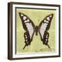 Miss Butterfly Cloanthus Sq - Yellow-Philippe Hugonnard-Framed Photographic Print