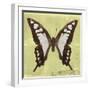 Miss Butterfly Cloanthus Sq - Yellow-Philippe Hugonnard-Framed Photographic Print