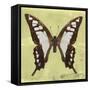 Miss Butterfly Cloanthus Sq - Yellow-Philippe Hugonnard-Framed Stretched Canvas