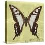 Miss Butterfly Cloanthus Sq - Yellow-Philippe Hugonnard-Stretched Canvas