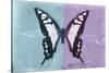 Miss Butterfly Cloanthus - Turquoise & Mauve-Philippe Hugonnard-Stretched Canvas