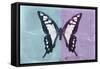 Miss Butterfly Cloanthus - Turquoise & Mauve-Philippe Hugonnard-Framed Stretched Canvas