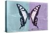 Miss Butterfly Cloanthus - Turquoise & Mauve-Philippe Hugonnard-Stretched Canvas