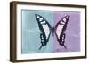 Miss Butterfly Cloanthus - Turquoise & Mauve-Philippe Hugonnard-Framed Photographic Print