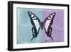 Miss Butterfly Cloanthus - Turquoise & Mauve-Philippe Hugonnard-Framed Photographic Print