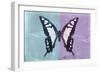 Miss Butterfly Cloanthus - Turquoise & Mauve-Philippe Hugonnard-Framed Photographic Print