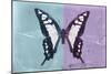 Miss Butterfly Cloanthus - Turquoise & Mauve-Philippe Hugonnard-Mounted Photographic Print