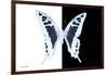 Miss Butterfly Cloanthus - X-Ray B&W Edition-Philippe Hugonnard-Framed Photographic Print