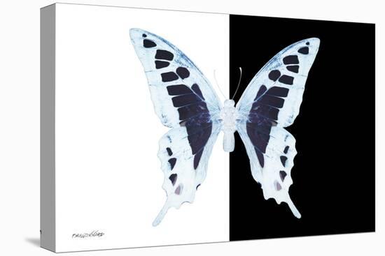 Miss Butterfly Cloanthus - X-Ray B&W Edition-Philippe Hugonnard-Stretched Canvas