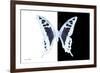 Miss Butterfly Cloanthus - X-Ray B&W Edition-Philippe Hugonnard-Framed Photographic Print