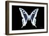 Miss Butterfly Cloanthus - X-Ray Black Edition-Philippe Hugonnard-Framed Photographic Print