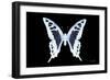 Miss Butterfly Cloanthus - X-Ray Black Edition-Philippe Hugonnard-Framed Photographic Print