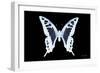 Miss Butterfly Cloanthus - X-Ray Black Edition-Philippe Hugonnard-Framed Photographic Print