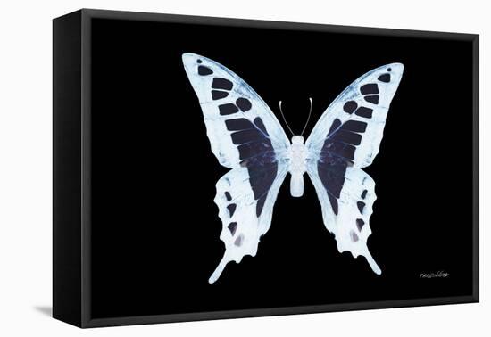 Miss Butterfly Cloanthus - X-Ray Black Edition-Philippe Hugonnard-Framed Stretched Canvas