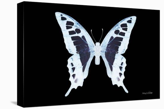 Miss Butterfly Cloanthus - X-Ray Black Edition-Philippe Hugonnard-Stretched Canvas