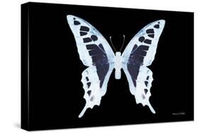 Miss Butterfly Cloanthus - X-Ray Black Edition-Philippe Hugonnard-Stretched Canvas