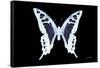Miss Butterfly Cloanthus - X-Ray Black Edition-Philippe Hugonnard-Framed Stretched Canvas