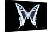 Miss Butterfly Cloanthus - X-Ray Black Edition-Philippe Hugonnard-Stretched Canvas