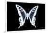 Miss Butterfly Cloanthus - X-Ray Black Edition-Philippe Hugonnard-Framed Photographic Print