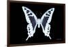 Miss Butterfly Cloanthus - X-Ray Black Edition-Philippe Hugonnard-Framed Photographic Print