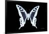 Miss Butterfly Cloanthus - X-Ray Black Edition-Philippe Hugonnard-Framed Photographic Print