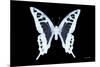 Miss Butterfly Cloanthus - X-Ray Black Edition-Philippe Hugonnard-Mounted Photographic Print