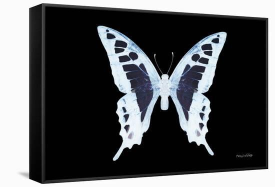 Miss Butterfly Cloanthus - X-Ray Black Edition-Philippe Hugonnard-Framed Stretched Canvas