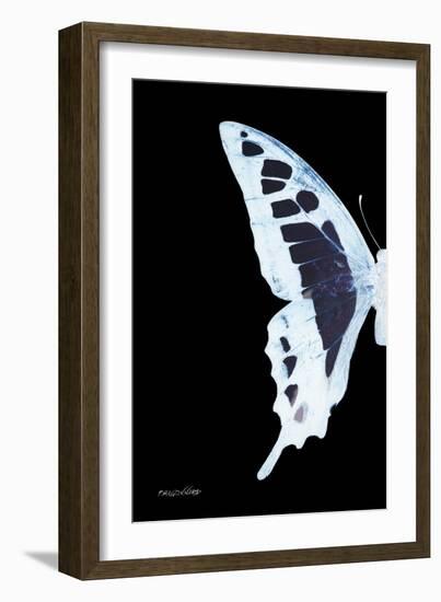 Miss Butterfly Cloanthus - X-Ray Left Black Edition-Philippe Hugonnard-Framed Photographic Print