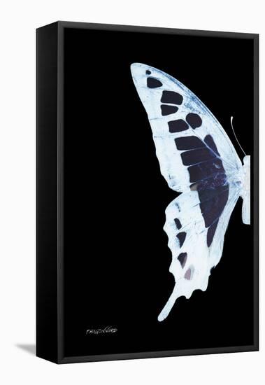 Miss Butterfly Cloanthus - X-Ray Left Black Edition-Philippe Hugonnard-Framed Stretched Canvas