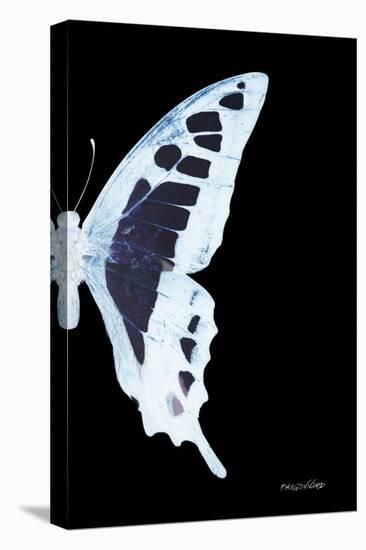Miss Butterfly Cloanthus - X-Ray Right Black Edition-Philippe Hugonnard-Stretched Canvas