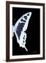 Miss Butterfly Cloanthus - X-Ray Right Black Edition-Philippe Hugonnard-Framed Photographic Print