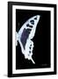 Miss Butterfly Cloanthus - X-Ray Right Black Edition-Philippe Hugonnard-Framed Photographic Print