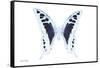 Miss Butterfly Cloanthus - X-Ray White Edition-Philippe Hugonnard-Framed Stretched Canvas