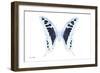 Miss Butterfly Cloanthus - X-Ray White Edition-Philippe Hugonnard-Framed Photographic Print