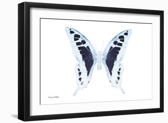 Miss Butterfly Cloanthus - X-Ray White Edition-Philippe Hugonnard-Framed Photographic Print