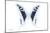 Miss Butterfly Cloanthus - X-Ray White Edition-Philippe Hugonnard-Mounted Photographic Print