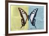 Miss Butterfly Cloanthus - Yellow & Turquoise-Philippe Hugonnard-Framed Photographic Print