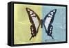 Miss Butterfly Cloanthus - Yellow & Turquoise-Philippe Hugonnard-Framed Stretched Canvas