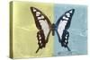 Miss Butterfly Cloanthus - Yellow & Turquoise-Philippe Hugonnard-Stretched Canvas