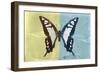 Miss Butterfly Cloanthus - Yellow & Turquoise-Philippe Hugonnard-Framed Photographic Print