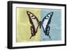 Miss Butterfly Cloanthus - Yellow & Turquoise-Philippe Hugonnard-Framed Photographic Print