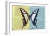 Miss Butterfly Cloanthus - Yellow & Turquoise-Philippe Hugonnard-Framed Photographic Print