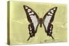 Miss Butterfly Cloanthus - Yellow-Philippe Hugonnard-Stretched Canvas