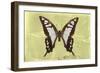 Miss Butterfly Cloanthus - Yellow-Philippe Hugonnard-Framed Photographic Print