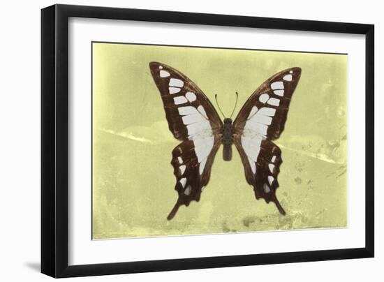 Miss Butterfly Cloanthus - Yellow-Philippe Hugonnard-Framed Photographic Print