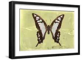 Miss Butterfly Cloanthus - Yellow-Philippe Hugonnard-Framed Photographic Print